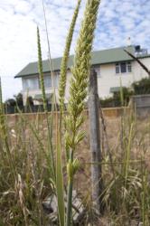 Image: Kerry Ford © Landcare Research 